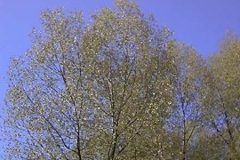 ebu-boom-en-blauwe-lucht